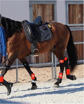 Inter-evaluator and Intra-evaluator Reliability of a Software Program Used to Extract Kinematic Variables Obtained by an Extremity-Mounted Inertial Measurement Unit System in Sound Horses at the Trot Under Soft and Hard Ground Conditions and Treadmill Exercise